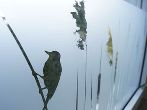 Milchglasfolie Gräser mit Vogel  nah